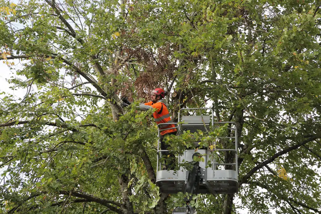 Alléger et aérer la couronne d’un arbre sans risquer sa santé : ce qu’il faut savoir